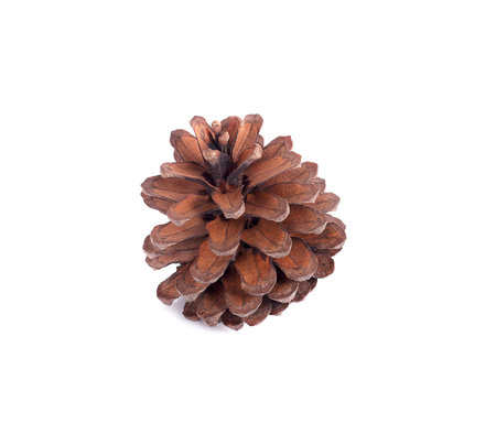 pine cone isolated on white background