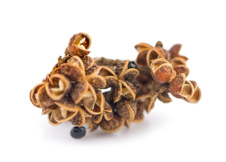 Zanthozylum limonella Alston on white background の写真素材