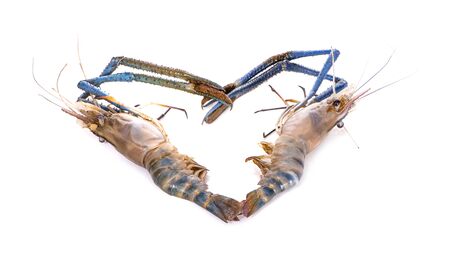 Fresh shrimps an isolated on white backgroundの写真素材