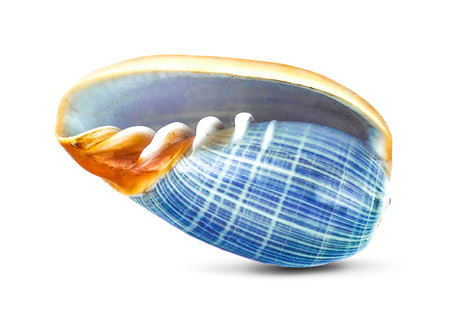 sea shell an isolated on white background