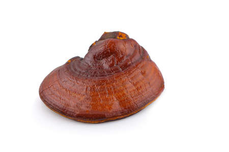 Dried Ganoderma Lucidum Mushroom an isolated on white backgroundの写真素材