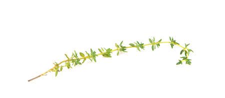 Thyme sprig isolated on white backgroundの写真素材