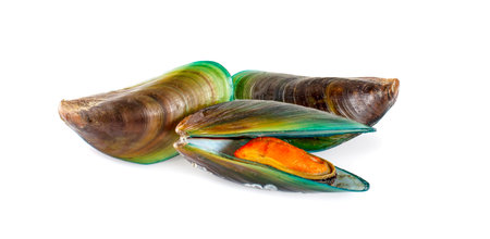 Mussels isolated on a white background
