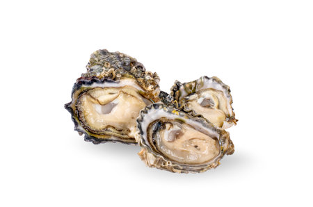 Fresh opened oyster isolated on white backgroundの写真素材