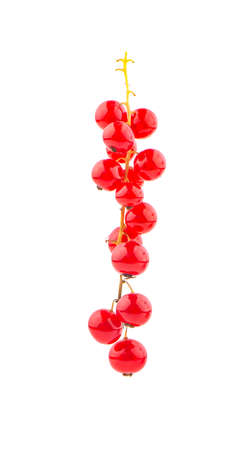 Red currant berries an isolated on White Backgroundの写真素材