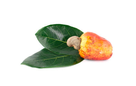 Cashew fruit isolated on white backgroundの写真素材