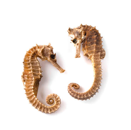 Dried seahorse isolated on white backgroundの写真素材