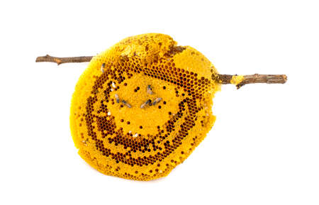 Honeycomb an isolated on a white background.の写真素材
