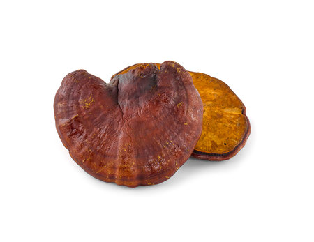 Ganoderma Lucidum Mushroom isolated on white