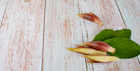 Myoga an isolated on  backgroundの写真素材