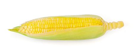 Single ear of corn isolated on white background