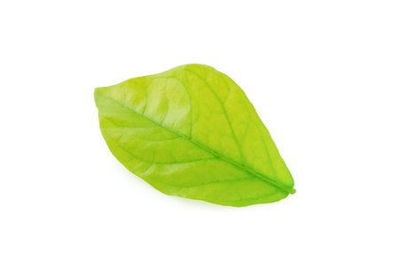 Jasmine Leaf Isolated on White Background with Clipping Path