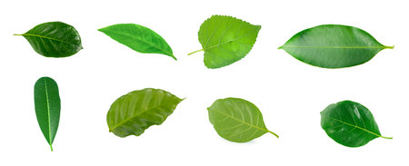 Leaves of jackfruit isolated on a white background