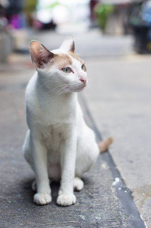 cat sitの写真素材