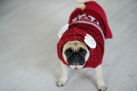 Amusing doggie of breed a pug in a reindeer suit. The dog is dressed in a red-white sweater. The clever animal looks in the camera sad eyes. Merry Christmas. Happy New Year.の写真素材