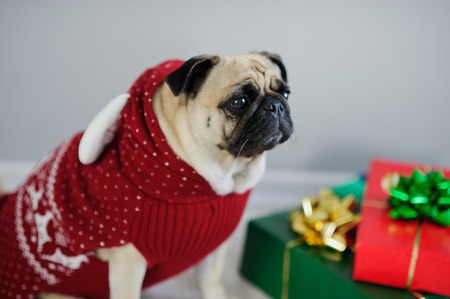 The amusing doggy of breed a pug is dressed by a holiday in a red-white suit of a reindeer. She sits next to the gifts in bright packaging. Merry Christmas. Happy New Year.の写真素材