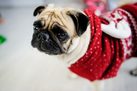 Amusing doggie of breed a pug in a reindeer suit. The dog is dressed in a red-white sweater. The clever animal looks in the camera sad eyes. Merry Christmas. Happy New Year.の写真素材