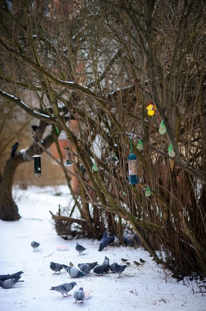 In the winter park various birds feeders hang on a bush. Pigeons and sparrows peck the forage left by caring and kind people.の写真素材