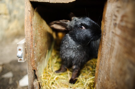 Big black rabbit in a cage. Big black rabbit in a cage. Sits on a underlay from hay.の写真素材