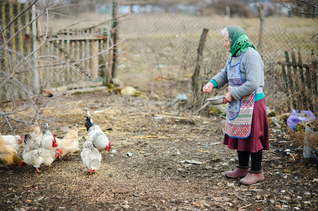 The elderly peasant woman feeds hens on the courtyard. Beautiful well-groomed birds peck grain. Sad autumn landscape.の写真素材