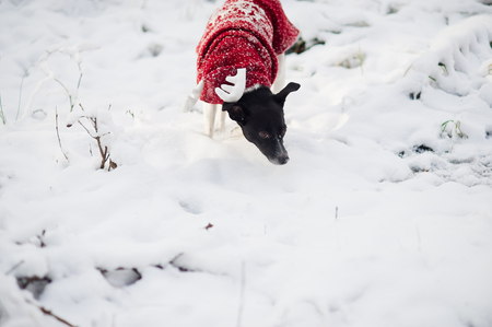 Cute doggie in a suit of a reindeer runs on snowdrifts in the winter park. The dog likes walk. She cheerfully pulled up her tail.の写真素材
