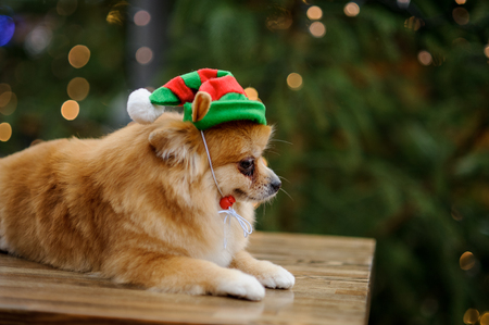 Charming pomeranian spitz in a bright hat. Against the background of the shining Christmas tree.の写真素材