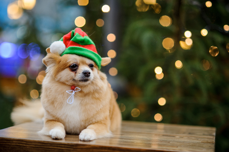 Charming pomeranian spitz in a bright hat. Against the background of the shining Christmas tree.の写真素材