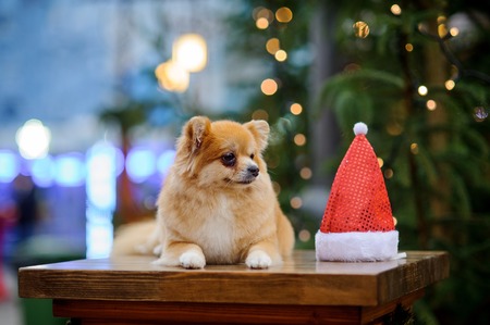 Charming pomeranian spitz against the background of the shining Christmas tree. Near a doggie Santa's cap.の写真素材