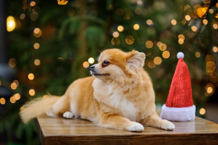 Charming pomeranian spitz against the background of the shining Christmas tree. Near a doggie Santa's cap.の写真素材
