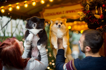 Christmas holidays. Young couple on the Christmas bazaar with pets. Two little spitz-dogs on hands at the owners.の写真素材