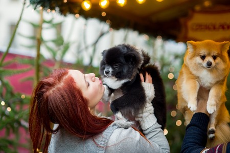 Christmas holidays. Young couple on the Christmas bazaar with pets. Two little spitz-dogs on hands at the owners.の写真素材