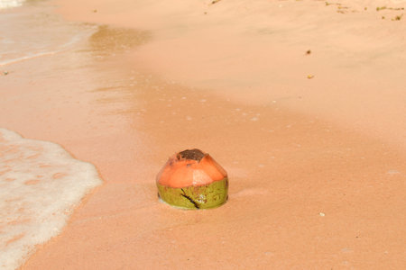sea on the beach coconut