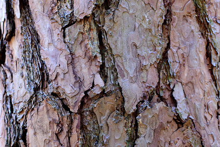 Background from the bark of old pine.