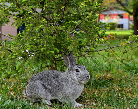 Grey cute bunny in the grass.の写真素材