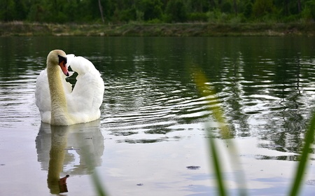 Beautiful swan in the pondの写真素材