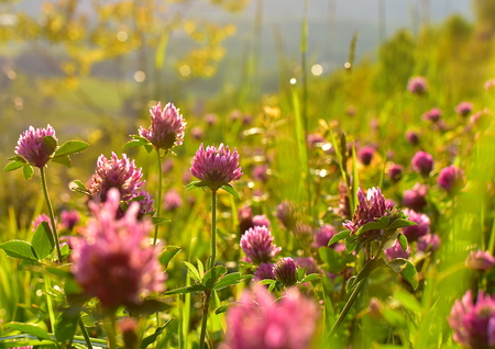 Red clover in the bright sunset lightの写真素材