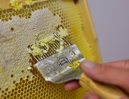 Uncapping with hands tools. Close up of Man Human Hand Extracting Honey from Yellow Honeycomb....
