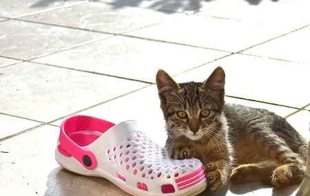 A lovely cat looks at me through the window. Laying on the shoe...in the sunny morning.の写真素材