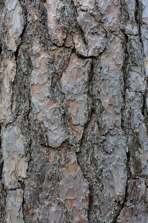 Texture Bark of Pine Tree closeup.