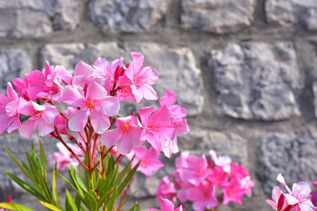 Pink Oleander in full bloom with grey wall in the backgroundの写真素材