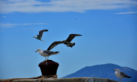 A group of seagulls at sea. Two of them sitting on the pier and the other two, young and adult, flying on the skyの写真素材