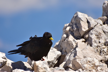 Black bird with yellow beak. Alpine chough or yellow-billed chough, (Pyrrhocorax graculus) is a bird in the crow family,の写真素材