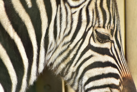 A close up of the Zebra, Hippotigris, in a Vienna zoo, October 2017のeditorial素材