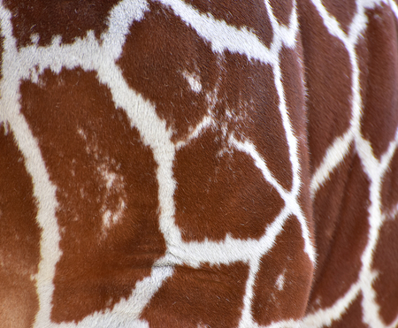 Giraffe skin pattern for backgroundのeditorial素材