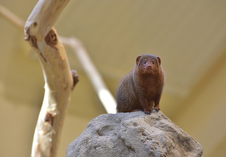 The common dwarf mongoose Helogale parvula, sometimes just called the dwarf mongoose, is a small African carnivore belonging to the mongoose family Herpestidae. Vienna zoo, 7. october 2017のeditorial素材