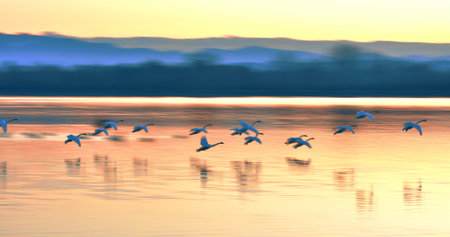 A group of Swans Flying Over the river Drava at Sunset. Blurred background.の写真素材