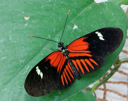 Tropical Butterfly with wide wingspan in black, white and red markings. The Postman Butterfly....
