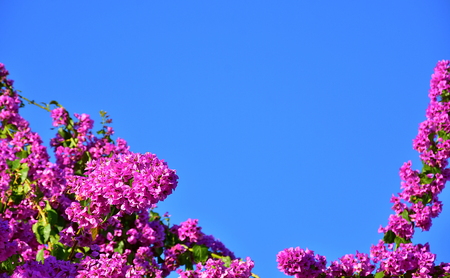 Bright pink flowers of bougainvillea against clear blue sky. Natural background with a lot of copy space.の写真素材