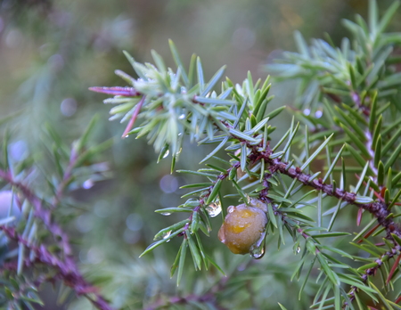 Morning dew on the evergreen leaves of Juniper with berrie and natural backgroundの写真素材