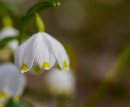 Macro photo of Snowflake,  Leucojum aestivum. Leucojum is a small genus of bulbous plants native to Eurasia belonging to the Amaryllis family, subfamily Amaryllidoideae.の写真素材